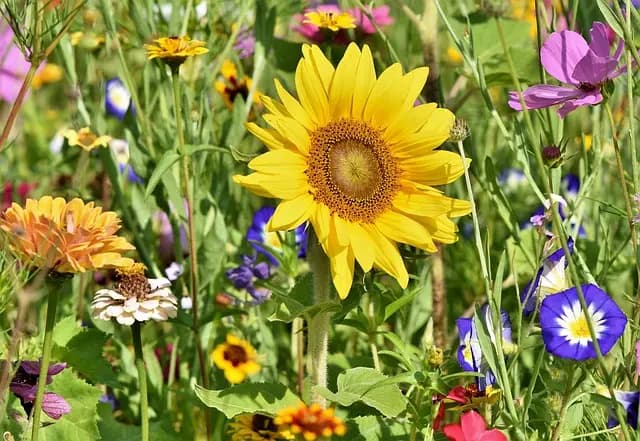 Meilleur équipement de jardinage écologique : Guide d'achat